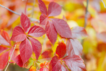 Multicolored leaves of wild grapes in autumn. Red and green leaves of Parthenoc ssus quinquefolia...