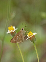 Butterfly sucks nectar, Schmetterling saugt Nektar