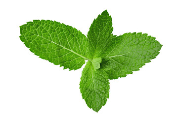 Obraz na płótnie Canvas Mint leaf. Fresh mint on white background. Mint leaves isolated. Full depth of field.