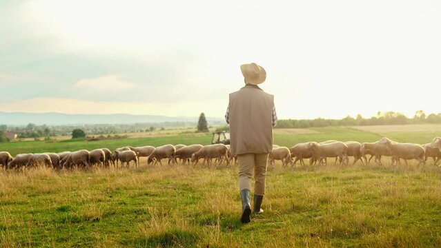Back view on Caucasian male farmer in hat walking in meadow while flock of sheep grazing. Outside. Herd of lambs feeding at field. Rear of man shepherd strolling at grassland at animals farm.
