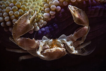 Spotted porcelain crab (Neopetrolisthes maculatus)
