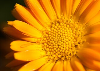 Closeup shot of a bright yellow flower