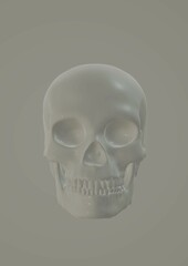 human skull