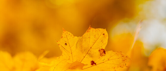 Golden autumn leaves, close up. Autumnal foliage background
