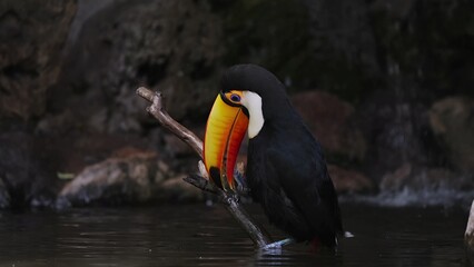 Toucan in the zoo