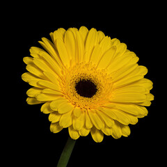 Beautiful yellow blooming Gerbera with stem isolated on black background. Close-up studio shot.