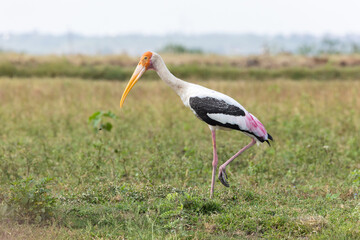 Obraz na płótnie Canvas Painted Stork in grassland