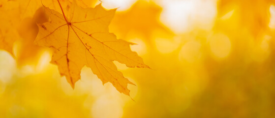 Naklejka na ściany i meble Golden autumn leaves, close up. Autumnal foliage background