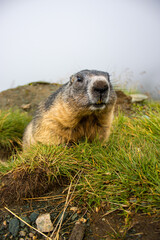 Cute Groundhog looking at the camera with his teeth bared. Groundhog standing on his hind legs. Groundhog with fluffy fur sitting on a meadow. View of the landscape. Groundhog Day.