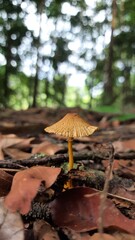 Detalhe de cogumelo no Parque Nacional Montanhas do Tumucumaque, Amapá 