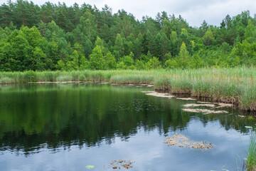 Fototapeta na wymiar Botanischer Naturlehrpfad bei Paluse im Bezirk Ignalina Litauen Lietuva