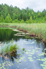 Obraz premium Botanischer Naturlehrpfad bei Paluse im Bezirk Ignalina Litauen Lietuva