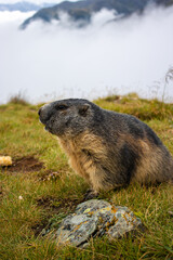 Cute Groundhog photographed from the side. Blurred background. Groundhog with fluffy fur sitting on a meadow. View of the landscape. Groundhog Day. Photographed on Grossglockner.