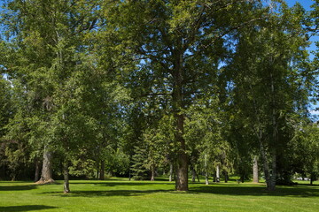 Large trees in Lheidli T'enneh Memorial Park in Prince George in British Columbia,Canada,North...