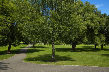Large trees in Lheidli T'enneh Memorial Park in Prince George in British Columbia,Canada,North America
