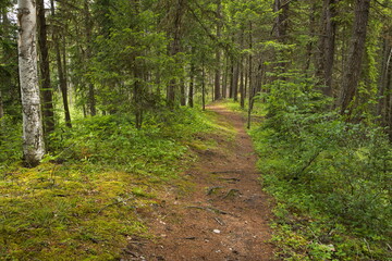 Fototapeta na wymiar Hiking trail in Berman Lake Regional Park in British Columbia,Canada,North America 