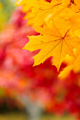 Yellow maple leaves on fall colored background. Tree branch with orange maple leaves on a blurred background