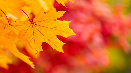 Yellow maple leaves on fall colored background. Tree branch with orange maple leaves on a blurred background