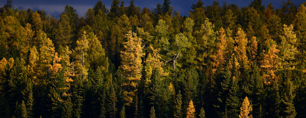 dense withered spruce forest ecology climate destroyed