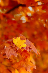 Yellow maple leaves on fall colored background. Tree branch with orange maple leaves on a blurred background
