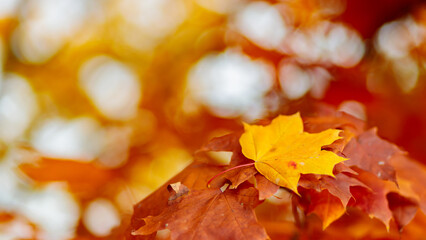 Yellow maple leaves on fall colored background. Tree branch with orange maple leaves on a blurred background