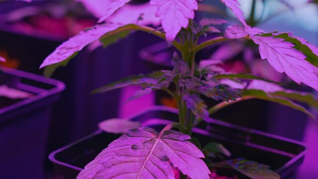 Closeup shot of a beautiful fully grown marijuana plant illuminated by special violet led lighting. Cannabis CBG CBD plantation. High quality 4k footage