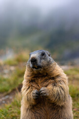 Cute Groundhog, standing on his hind legs with his mouth open. Blurred background. Groundhog with fluffy fur sitting on a meadow. View of the landscape. Photographed on Grossglockner. close up
