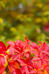 Red autumn leaves of Parthenoc ssus quinquefolia Virginia creeper . Red ivy leaves in autumn. Copy space