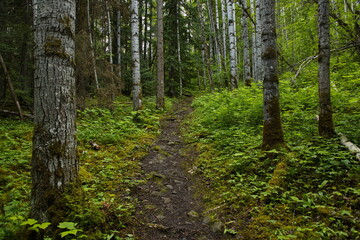 Hiking trail to the lookout of New Hazelton in British Columbia,Canada,North America
