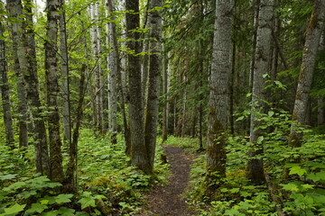 Fototapeta na wymiar Hiking trail to the lookout of New Hazelton in British Columbia,Canada,North America 