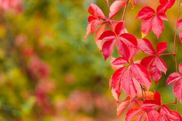 Red autumn leaves of Parthenoc ssus quinquefolia Virginia creeper . Red ivy leaves in autumn. Copy space