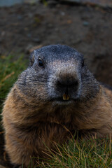 Cute Groundhog, who came out of his burrow and is looking around. Blurred background. Groundhog with fluffy fur sitting on a meadow. View of the landscape. Groundhog Day. Photographed on Grossglockner