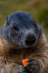 Cute Groundhog eating his carrots while standing on his hind legs. Blurred background. Groundhog with fluffy fur sitting on a meadow. View of the landscape. Photographed on Grossglockner. close up