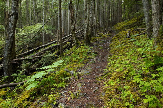Hiking trail to the lookout of New Hazelton in British Columbia,Canada,North America
