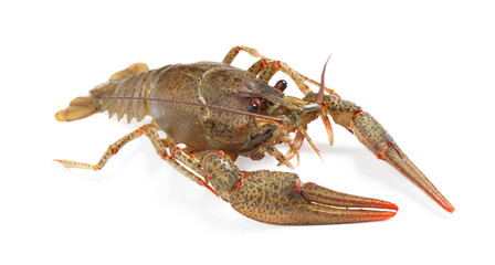 Fresh raw crayfish isolated on white. Healthy seafood