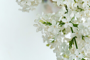 Beautiful lilac flowers on light background, closeup. Space for text