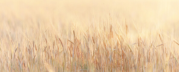 crisis harvesting grain spikelets sun sunset background