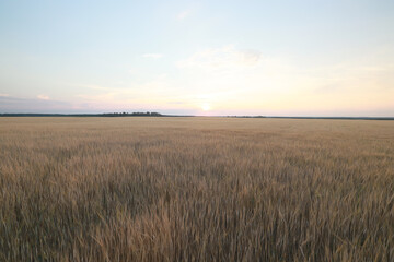 Fototapeta na wymiar grain harvest background crisis farming