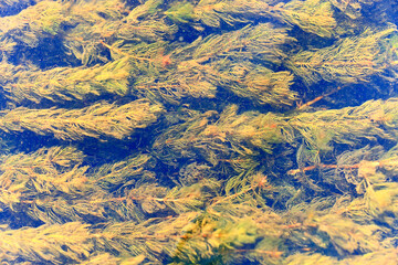 algae green background abstract organic eco background