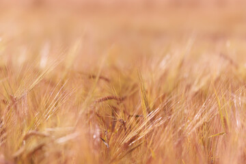 crisis harvesting grain spikelets sun sunset background