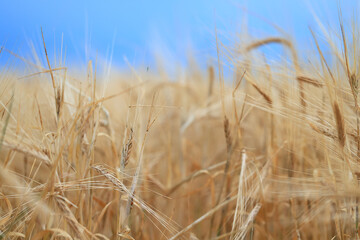 grain harvest background crisis farming