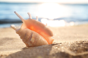 Beautiful exotic sea shell on sandy beach