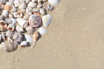 Fototapeta na wymiar Many beautiful sea shells on sandy beach, flat lay. Space for text