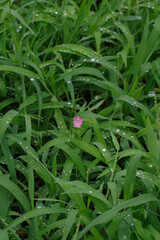 しずくが付いた草とベニバナユウゲショウ