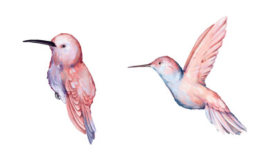 Watercolor illustration with tropical hummingbirds. High quality illustration