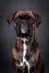 portrait of the boxer dog