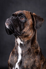 portrait of the boxer dog