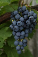 Ripe juicy grapes on branch growing against blurred background, closeup