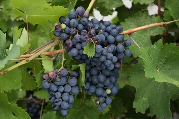 Ripe juicy grapes on branch growing in vineyard