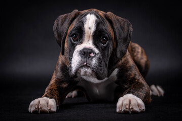 portrait of the boxer dog